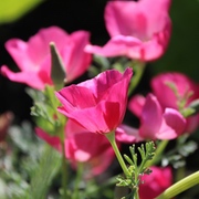 Mahlzeit für Summer und Brummer - die Einjährigen Mahlzeit für Summer und Brummer - die Einjährigen